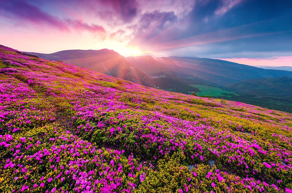 Valley of Flowers Trek & Sightseeing
